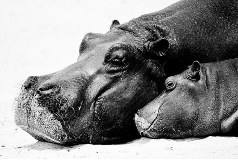 Post 'No hippos?' featured image
