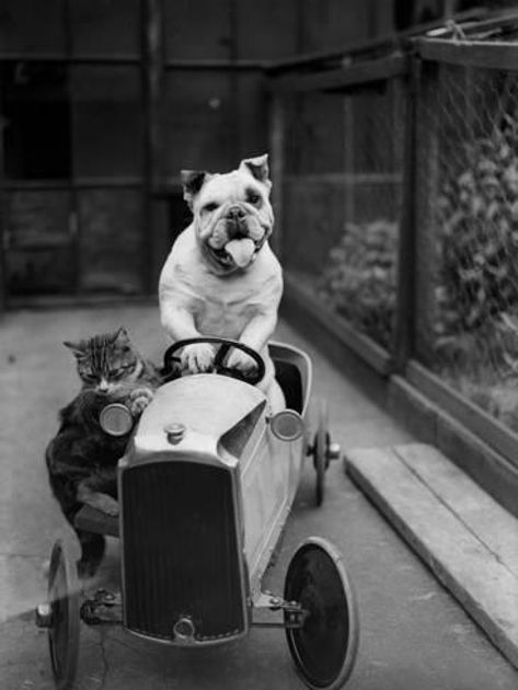 Post 'Paws for thought...' featured image